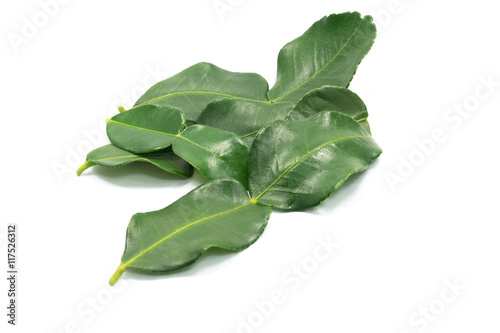 Bergamot leaf isolated on the white background