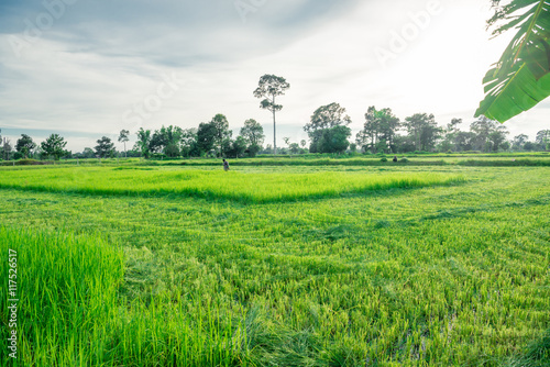 Fotografie The Rice fields in the northeast of Thailand.