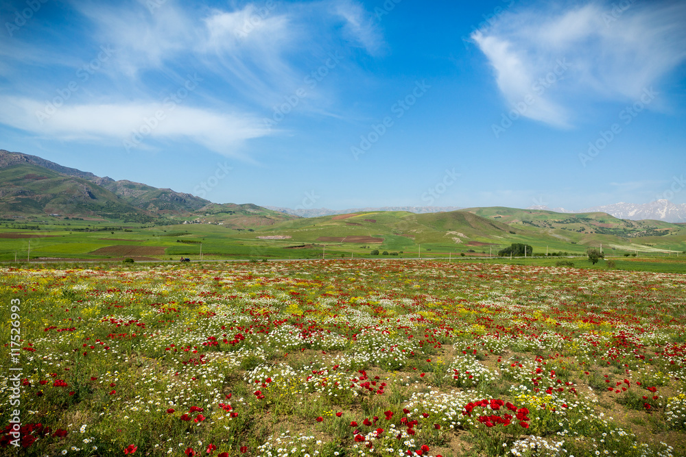 Wild Flowers, Spring in Kurdistan, Iran