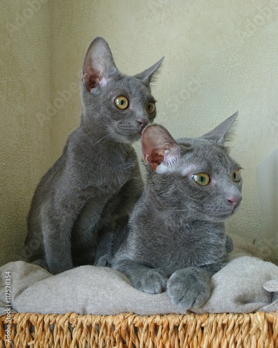 Deux chatons korats photo