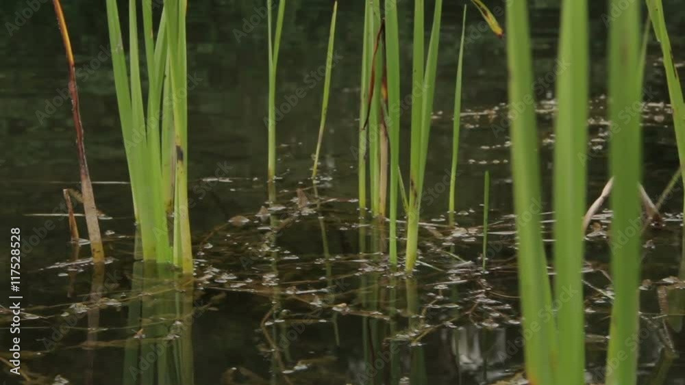 The marshy banks of the river. Floodplain shore. Camera movement over water.