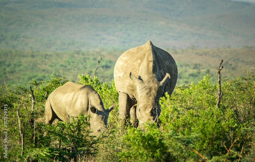 Naklejka premium White rhinos at the Hluhluwe-iMfolozi-Park; South Africa