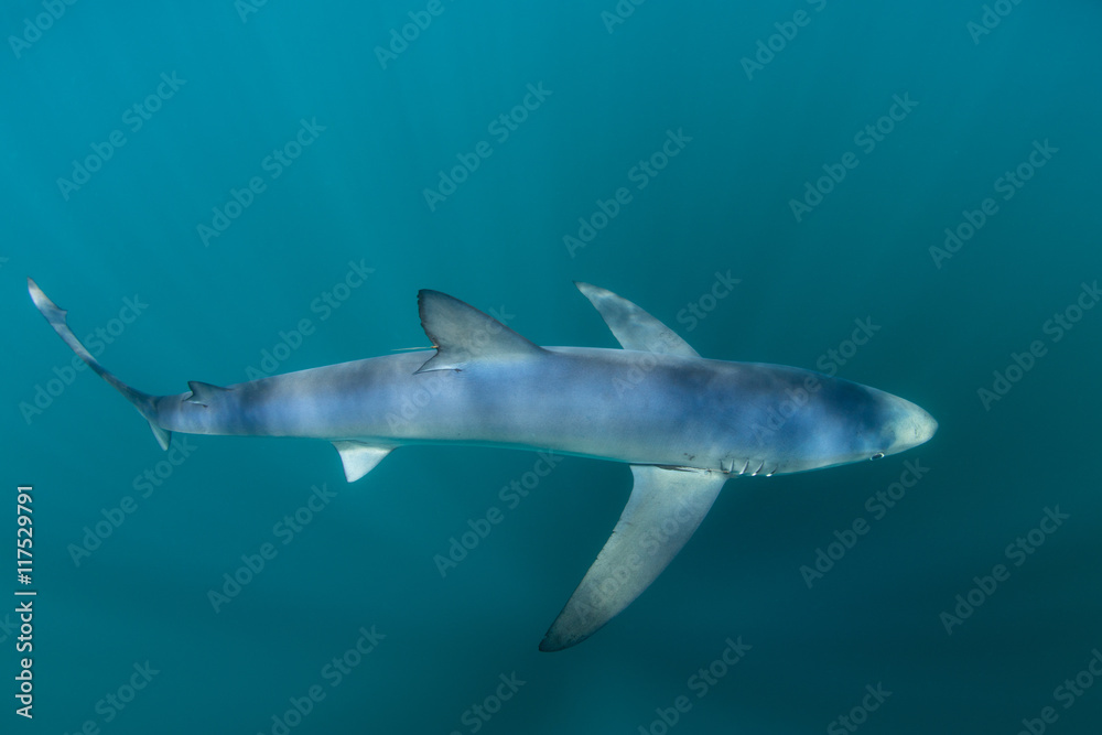 Blue Shark in Ocean Depths