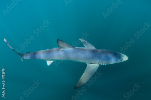 Blue Shark in Ocean Depths