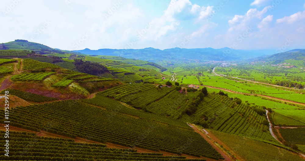 The vineyards on the Italian hills.