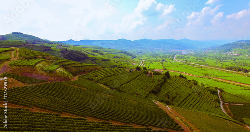 The vineyards on the Italian hills.
