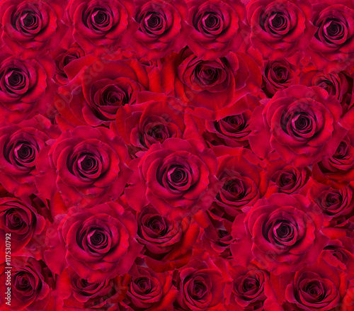 floral background red rose