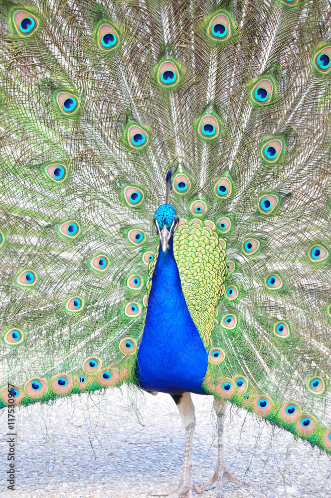 Plumes De Paon Qui Fait La Roue Stock Photo Adobe Stock