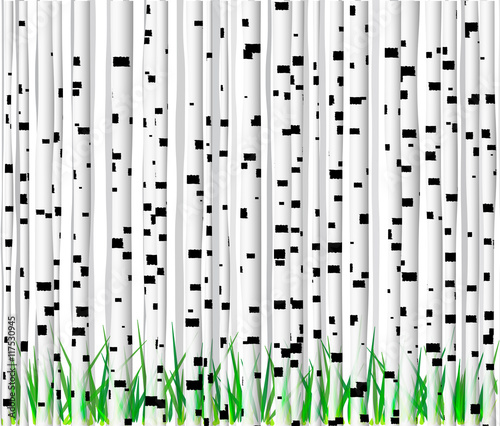 Background in the form of white birch trunks with black spots of different shapes and green grass.