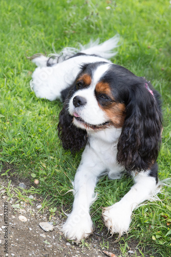 cute puppy - cavalier king charles spaniel tricolor puppy in park
