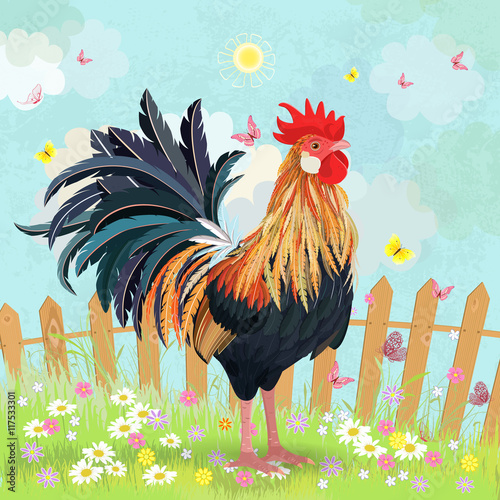 lovely rooster in summer rural scenery