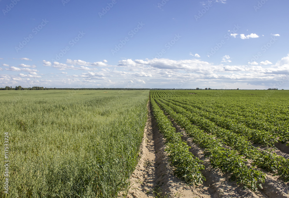 Field potatoes and oats in a rural landscape against the backdrop of blue sky and clouds