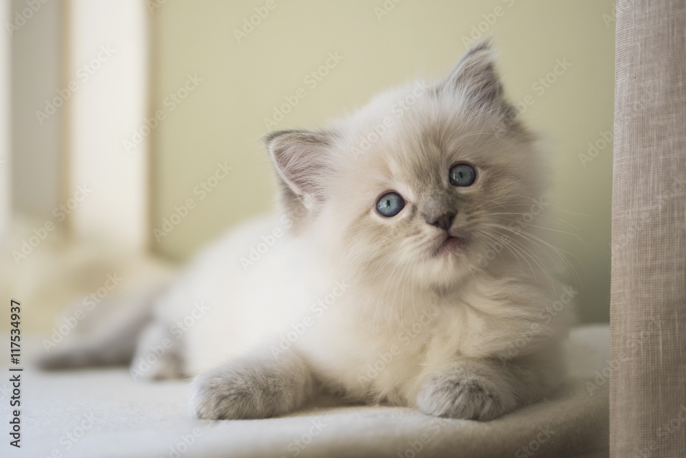 Naklejka premium Blue Tabby Ragdoll