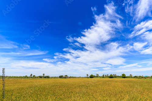 Rice field and beautiful sky in rural of Thailand