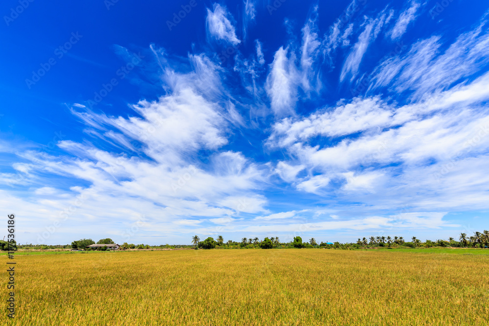 Fototapeta premium Rice field and beautiful sky in rural of Thailand
