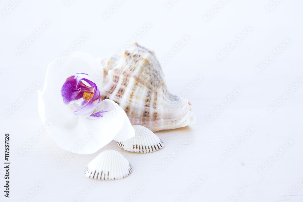 shell, summer beach concept 