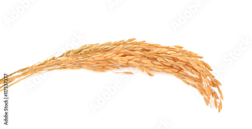 Paddy rice on white background