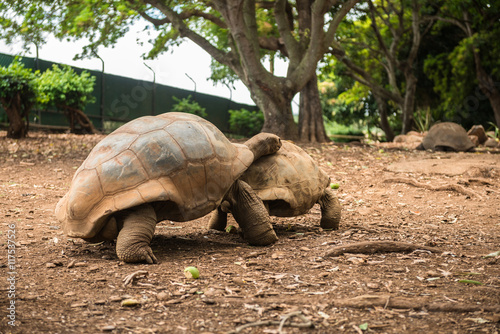 Love games turtles in Mauritius. large, giant tortoises mate