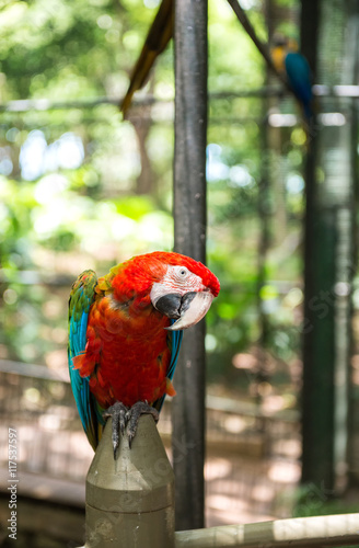 Parrot in Casela park. Parrot in Mauritius photo