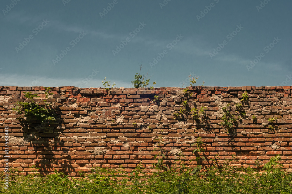 brick wall with plants