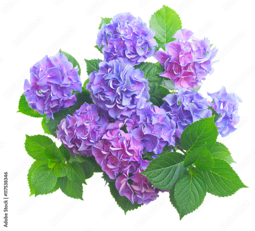 blue and violet hortensia flowers