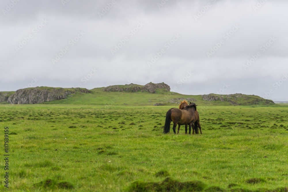 Horses in the wilderness of iceland Horses in the wilderness of iceland