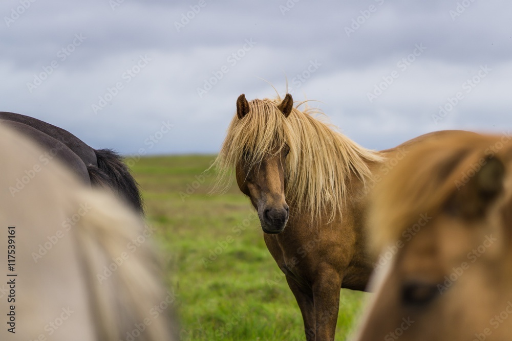 Obraz premium Horses in the wilderness of iceland