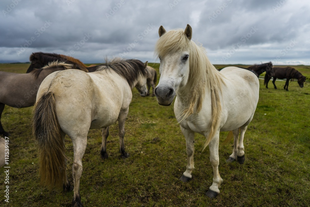 Obraz premium Horses in the wilderness of iceland