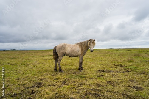 Horses in the wilderness of iceland