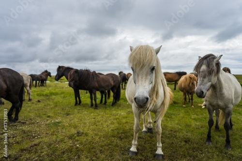 Horses in the wilderness of iceland
