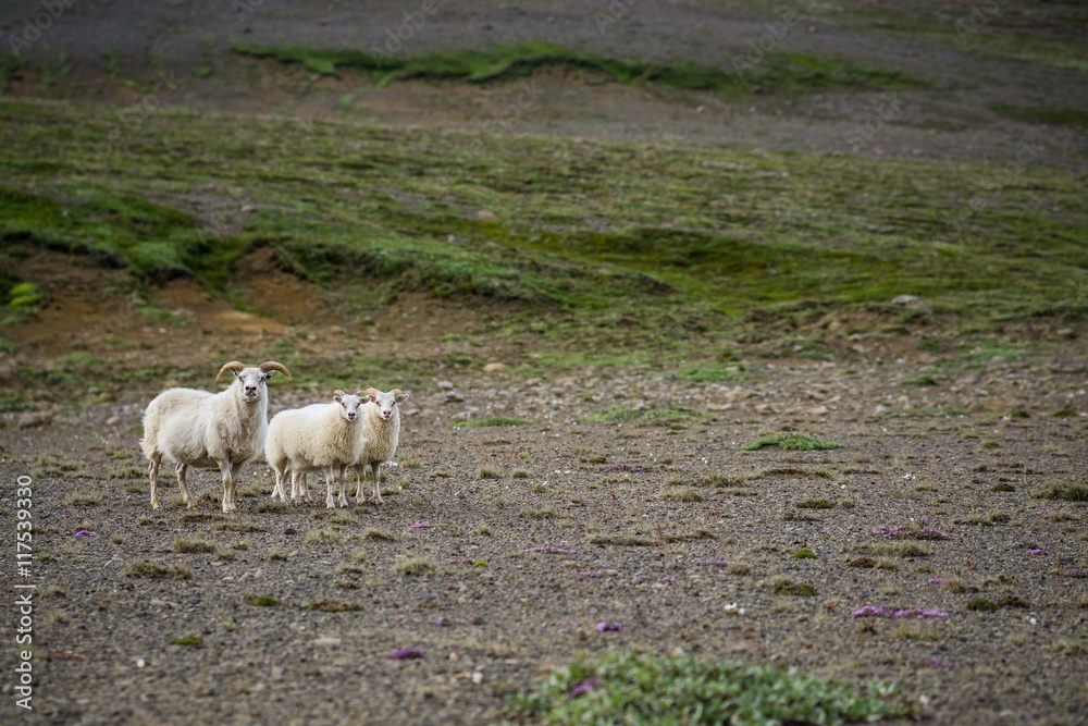Sheeps in the wilderness of Iceland Sheeps in the wilderness of Iceland