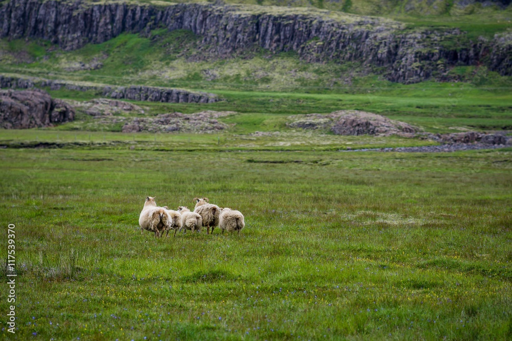 Obraz premium Sheeps in the wilderness of Iceland
