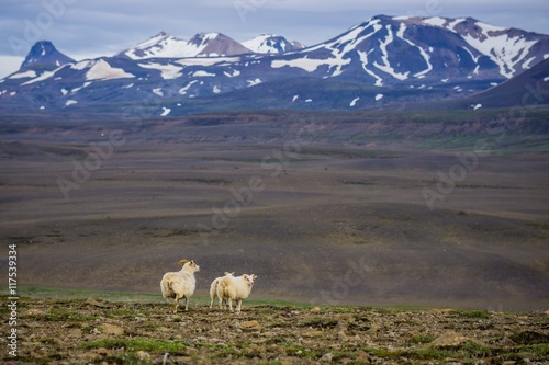 Sheeps in the wilderness of Iceland