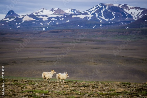 Fototapeta Naklejka Na Ścianę i Meble -  Sheeps in the wilderness of Iceland