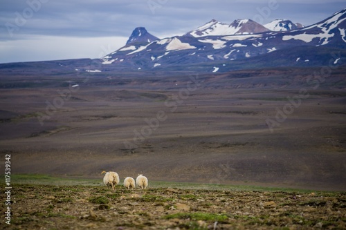 Sheeps in the wilderness of Iceland