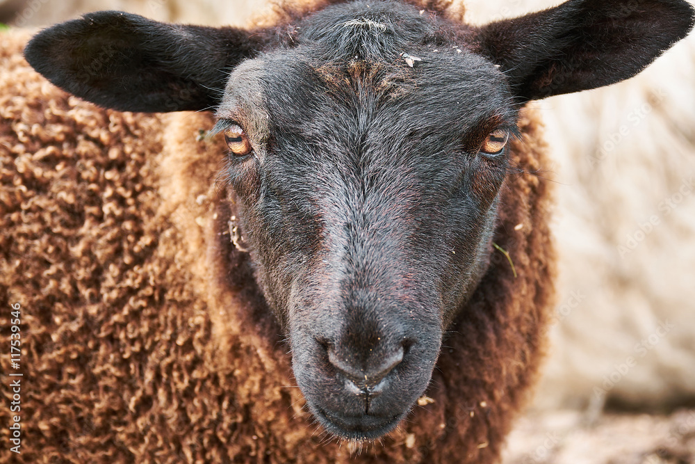 Close up of a black sheep that stares right into the camera Close up of a black sheep that stares right into the camera