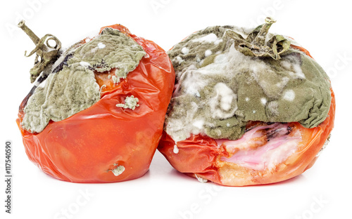 Rotten tomatoes isolated on white
