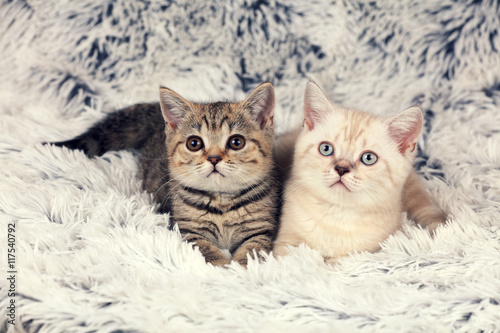 Two little kittens lying on fluffy blanket