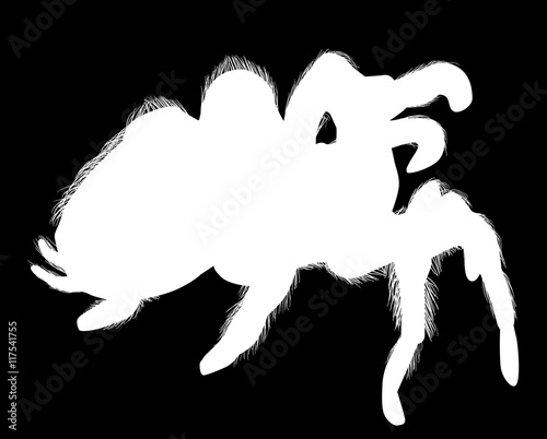 large hairy spider silhouette on black