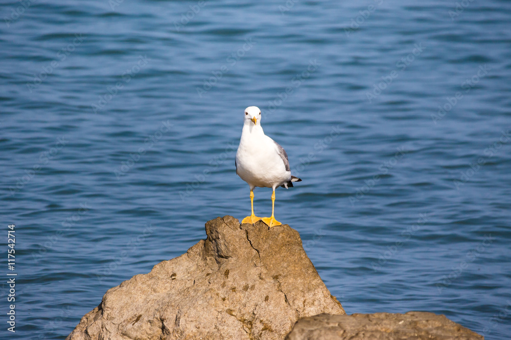Seagull sit on the rock in the water. Sea background in the morn Seagull sit on the rock in the water. Sea background in the morn