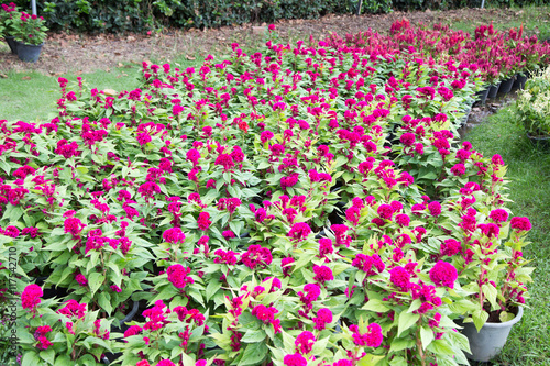 Quadro em tela cockscomb flower
