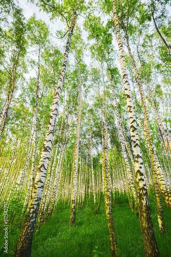 summer in birch forest