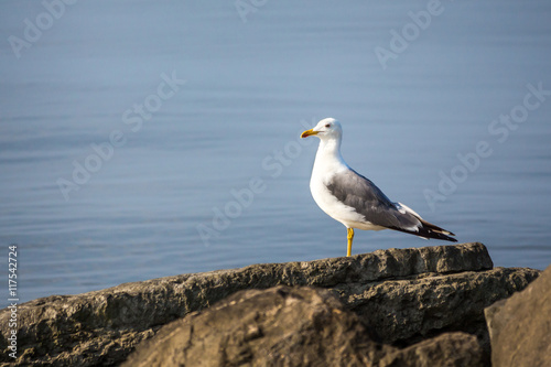 Seagull sit on the rock in the water. Sea background in the morn