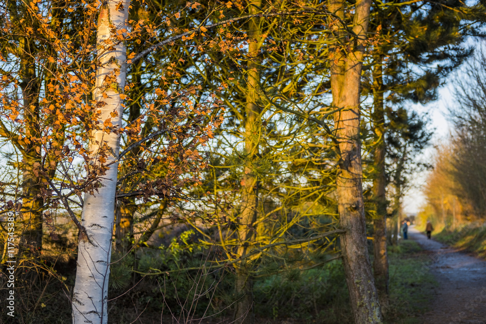 Fototapeta premium farmland track