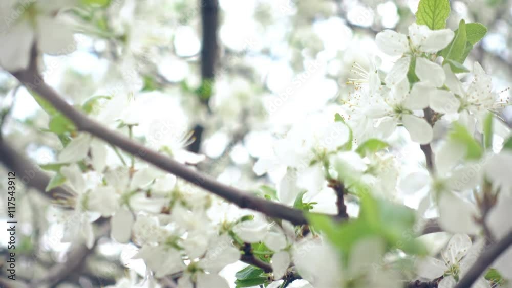 Slow Close Up To The Cherry Tree Blossoming