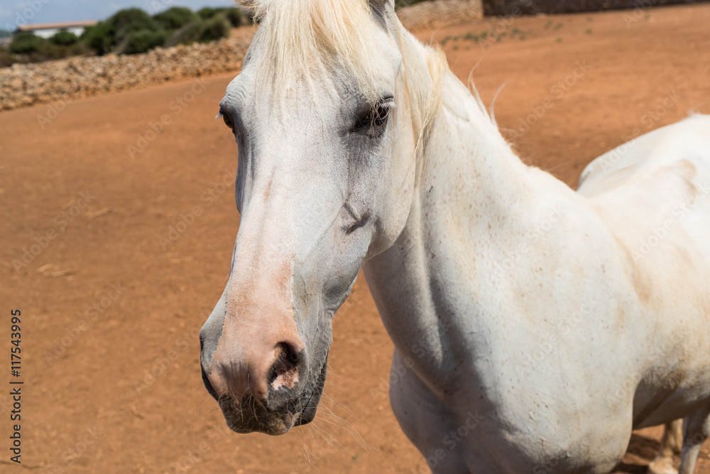 White horse