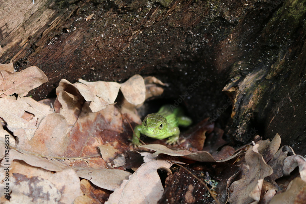 Naklejka premium ящерица