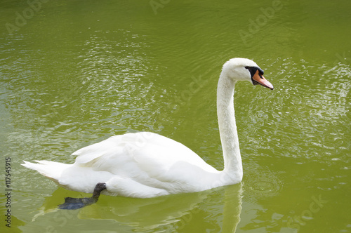 Fototapeta Naklejka Na Ścianę i Meble -  Swan
