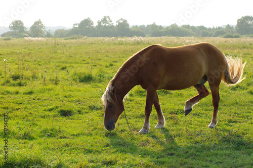 Lonely horse is grazed on a green meadow in a summer sunny day