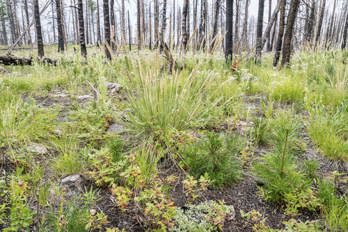 forest recovering after wildfire